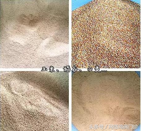 目前最好的养殖土鸡方法,土鸡养殖基础有哪些