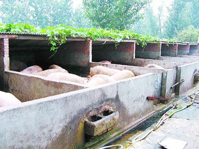 关于农村建猪舍养猪的规定,中央养猪新政策农田能建猪舍吗