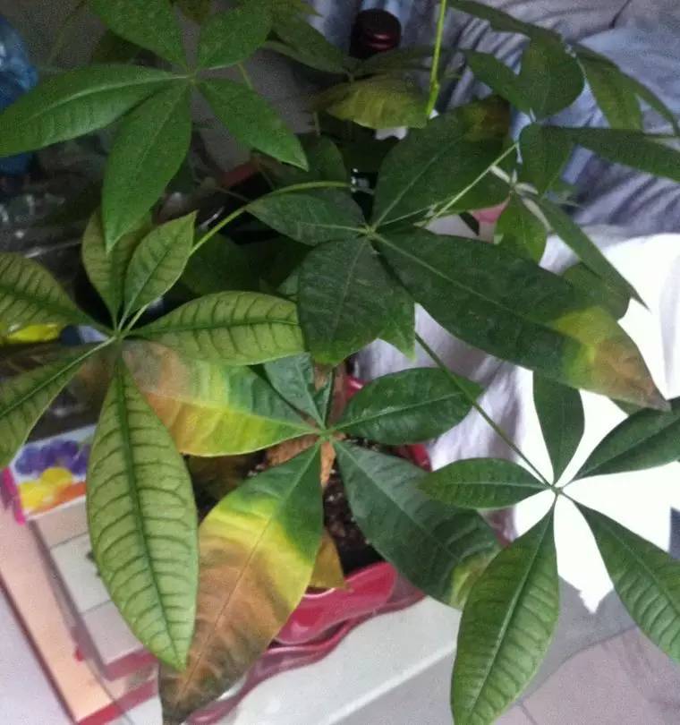 植物黄叶怎么补救,植物老黄叶该怎么养