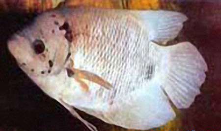 招财鱼病了要怎么治疗,招财鱼容易得什么病