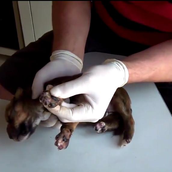 狗狗身上挤出来的虫是什么,狗狗身上有小虫子爬得很快