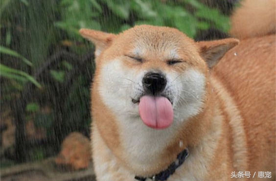 一下雨狗就害怕,下雨天狗狗太臭怎么办啊