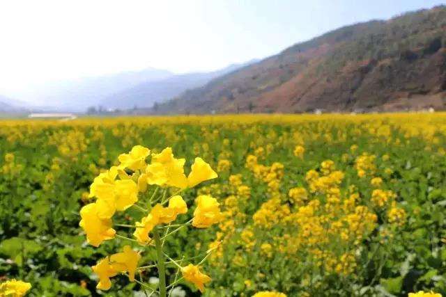 春季赏花图鉴大全,春季赏花游哪里好玩