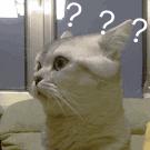 猫咪对着主人喵一声,猫咪对着主人叫但是没声音