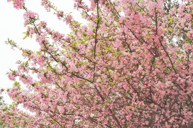 乐山的春天有多美,没去过乐山大佛但感觉去过