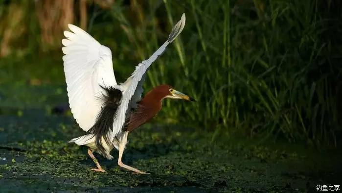 青山荒野垂钓,青山野钓哪里最好玩
