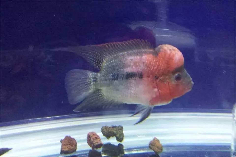 罗汉鱼生病的症状,罗汉鱼长得慢是什么原因