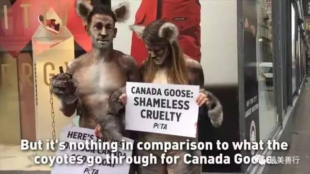 明星加拿大鹅,明星加拿大鹅穿搭