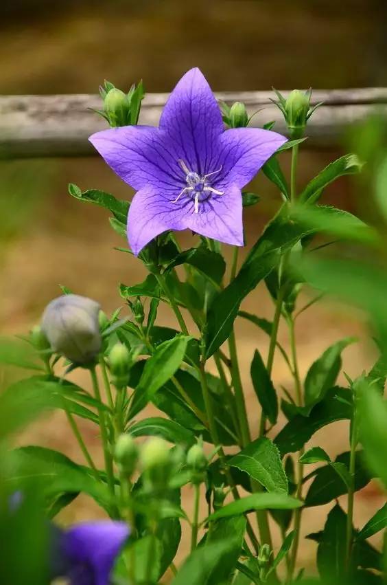 桔梗花：爱你永不悔