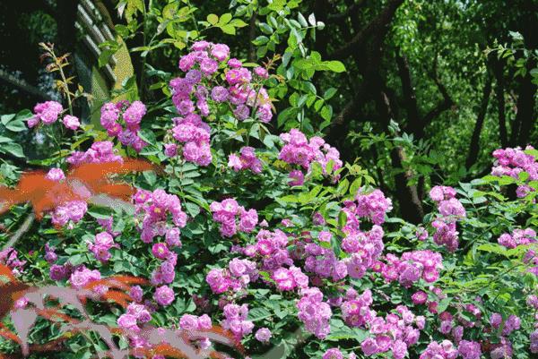 春风如贵客一到便繁华作文赏析,春风如贵客一到便繁华原文