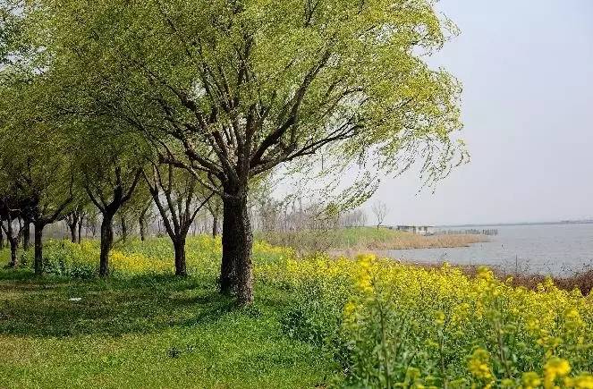 春风如贵客一到便繁华作文赏析,春风如贵客一到便繁华原文