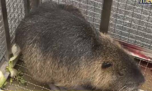 今朝上海｜闻臭师、遛娃师、衣橱整理师……这些奇葩职业的收入竟然那么高！也许你也隐藏着某些赚钱技能哦~