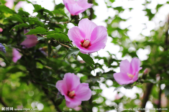 梦妆木槿水源保湿面霜成分表,梦妆护肤品补水保湿套装前十名