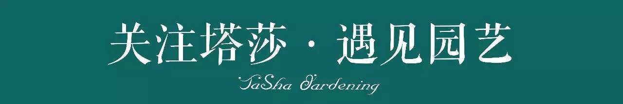 彩色马蹄莲教程,彩色马蹄莲问题