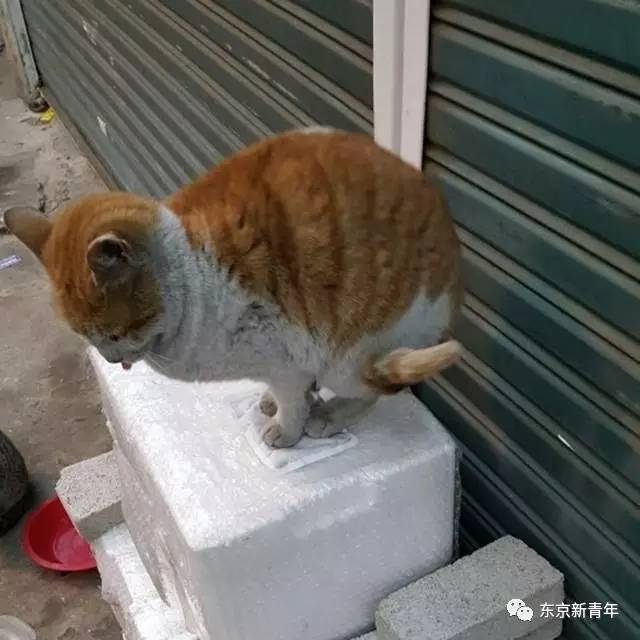 日本人的暖宝宝,日本人贴热贴