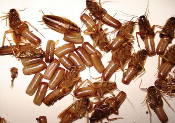 小蟑螂什么品牌蟑螂药消灭最彻底,蟑螂消灭方法及蟑螂药哪种好