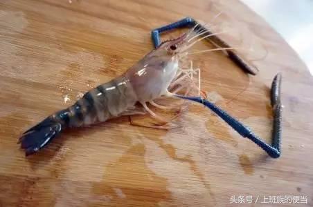 12种常见虾图解大全,各种虾的区别及图片
