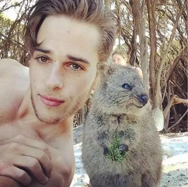 最萌短尾矮袋鼠,澳洲偶遇袋鼠