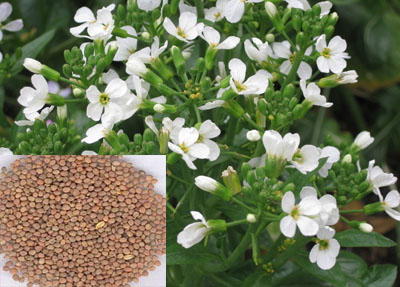 一招止住咳嗽的真实有效方法,一招解决咳嗽的特效药