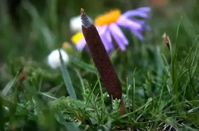刘虎岐:想要种中草药赚钱,你先得了解它们!