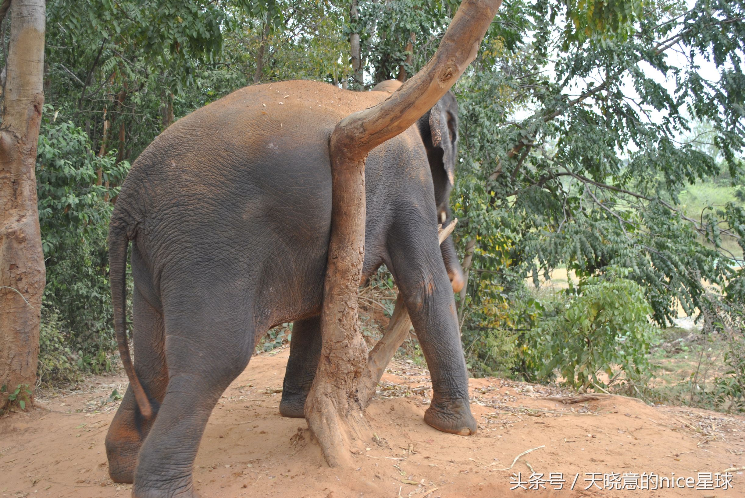 泰国大象旅行记,泰国旅游跟大象近距离接触