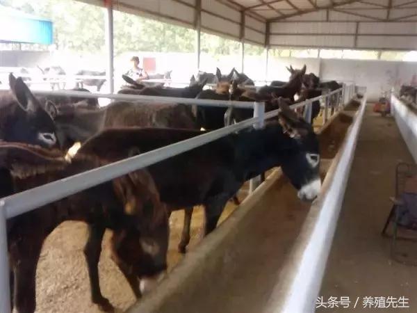 驴病防治技术,驴感冒的治疗