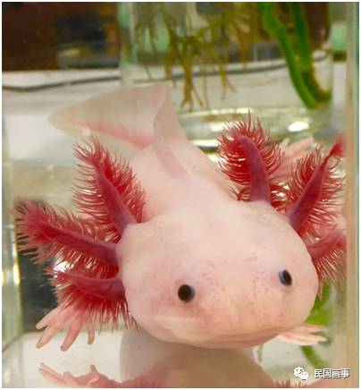 鬼吹灯真人真事吗,鬼吹灯的真相