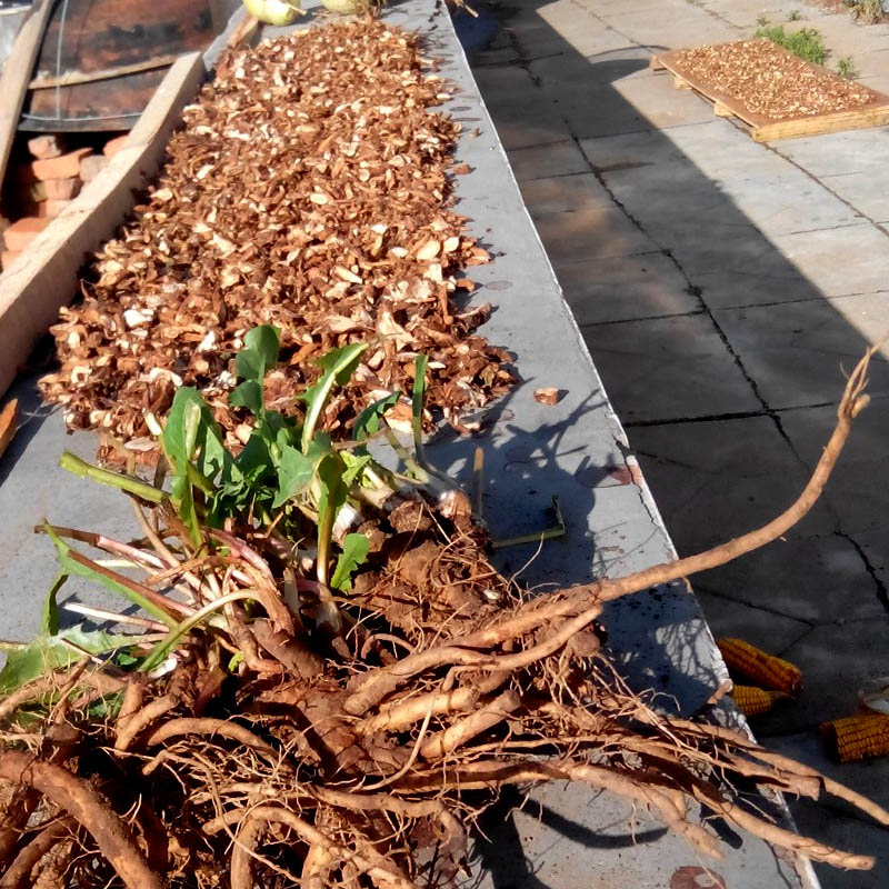 蒲公英根泡水治痔疮吗,蒲公英根泡水治痛风吗