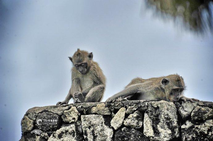 巴厘岛情人崖猴子,巴厘岛最美情人崖