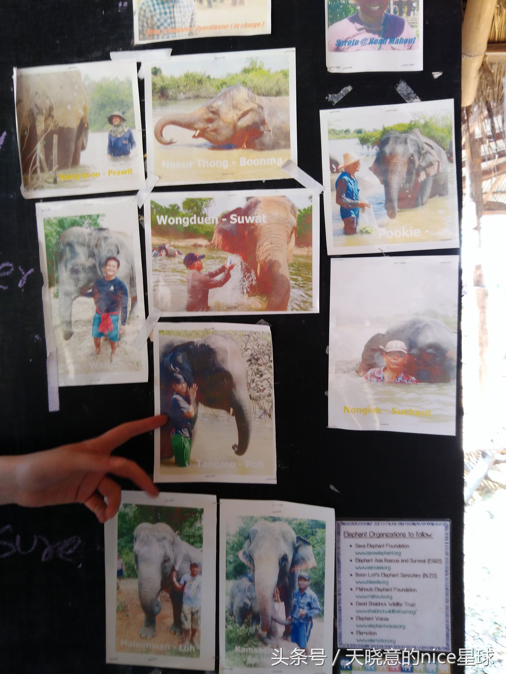 泰国大象旅行记,泰国旅游跟大象近距离接触