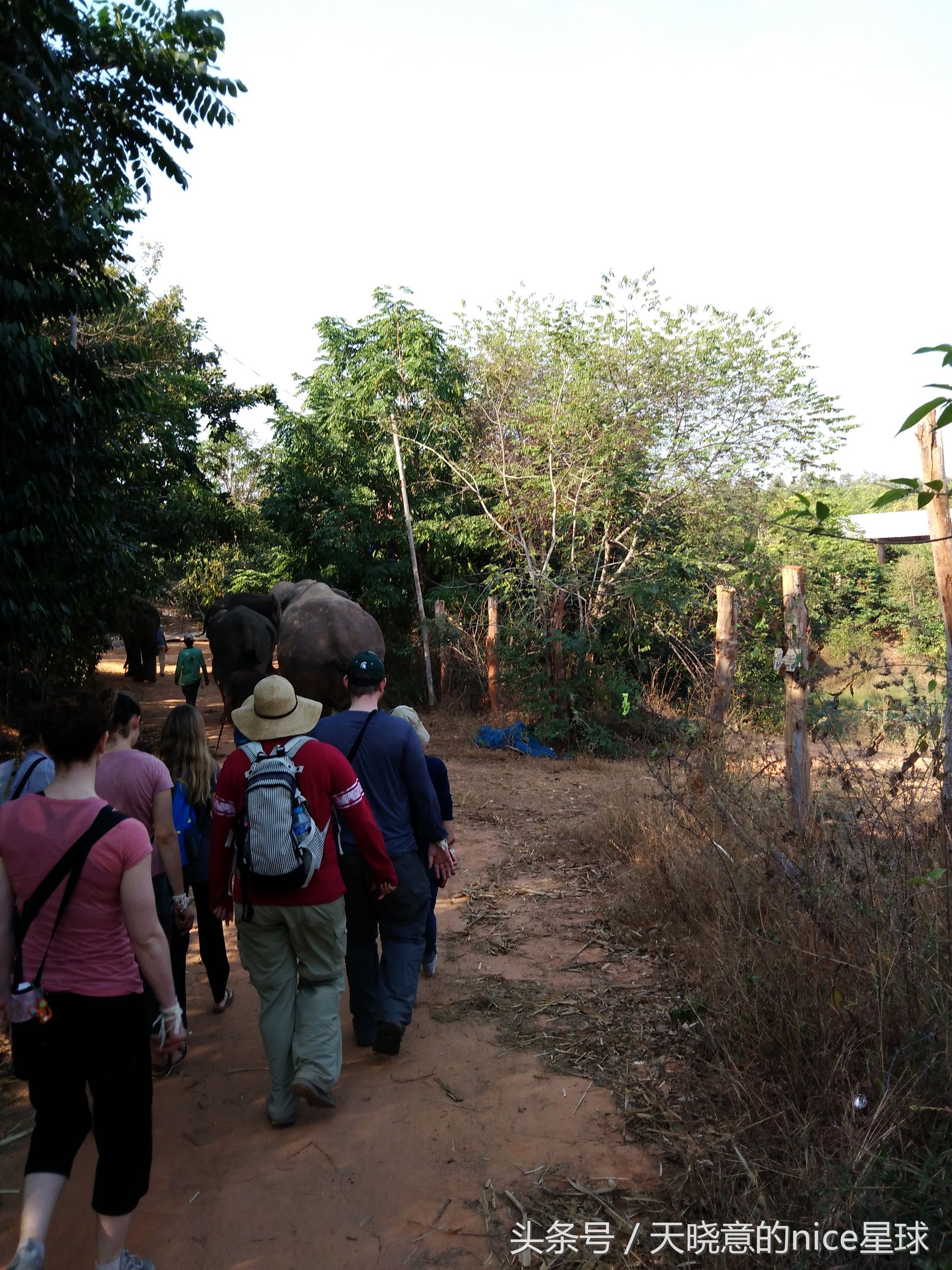 泰国大象旅行记,泰国旅游跟大象近距离接触