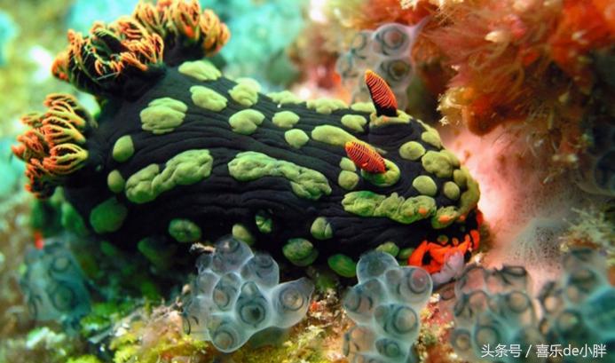 世界上十大最怪异的海洋生物,十种奇特的海洋生物