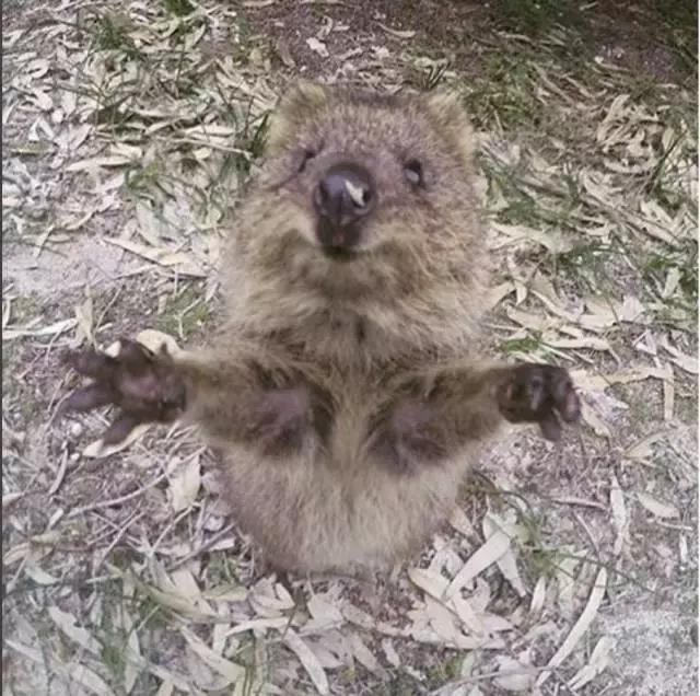 最萌短尾矮袋鼠,澳洲偶遇袋鼠