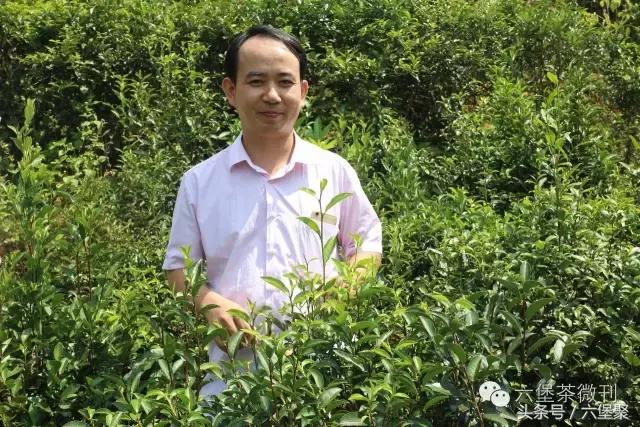 六堡茶黎宝林,茶江湖茶业旗舰店