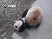 中国十大最火的外国网红,抖音百万网红姐弟抱大腿