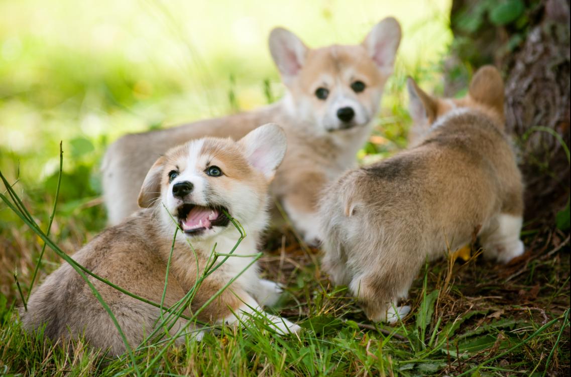 别总觉得柯基太贵了！这五大因素，决定了你看中的柯基犬价格