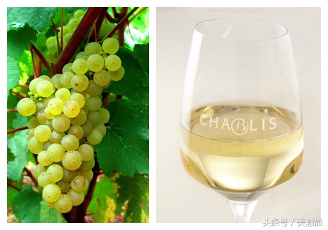 一直被全世界冤枉的白葡萄酒,等你来评理