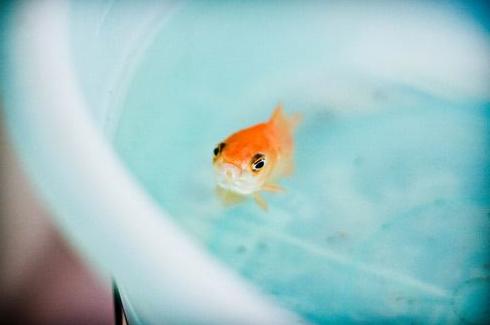 杀生的七大禁忌,这7种情况不能杀生