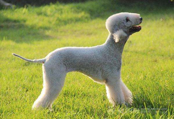 狗狗最不容易掉毛的是哪个品种,狗狗掉毛排行榜