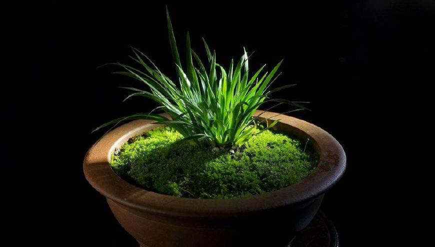 金钱菖蒲什么香味,从化金钱菖蒲