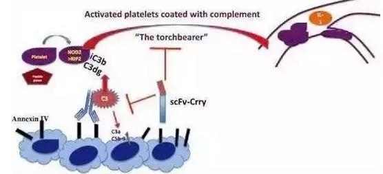 血小板减少性紫癜是大病吗好治吗,血小板减少紫癜是什么病能治好吗