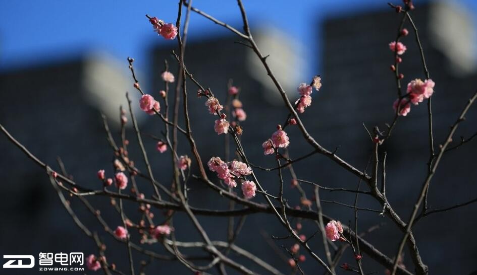 一千多株竞相开放的梅花,梅花相机