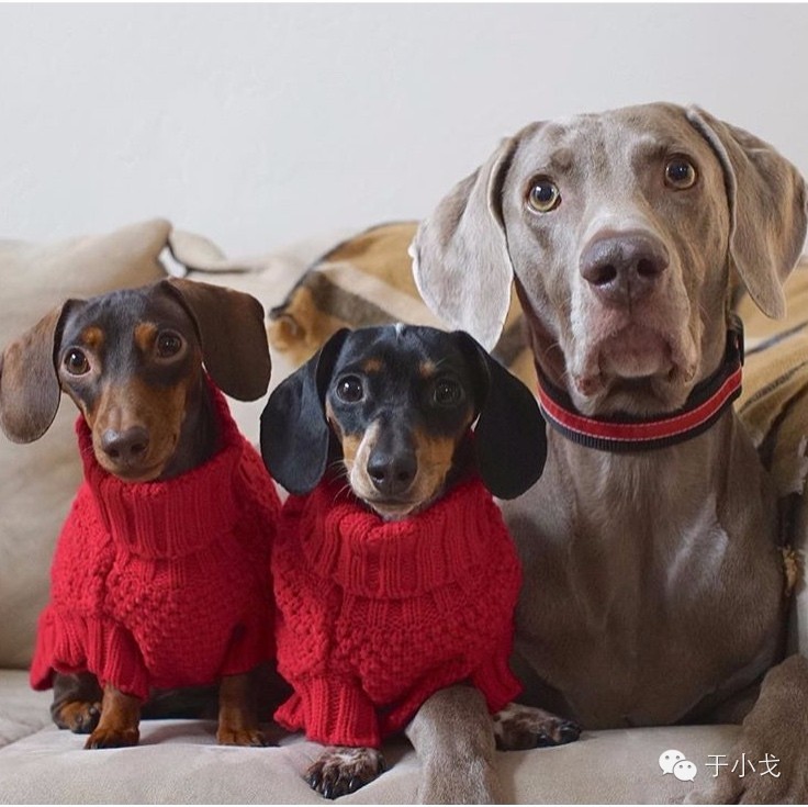 过年什么礼物给父母,过年礼物哪些比较好看