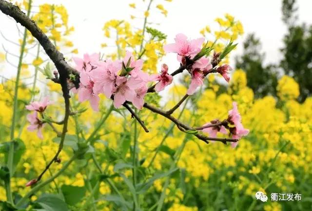 欣赏三生三世十里桃花美景,带你看风景三生三世十里桃花