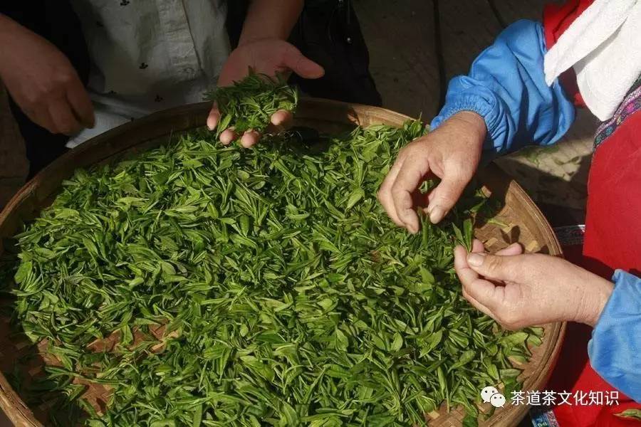 景宁惠明茶哪个品牌好,景宁惠明寺的茶