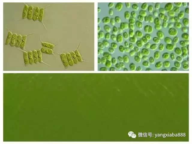 水产养殖鱼塘溶氧与温度的关系,水产养殖如何溶氧