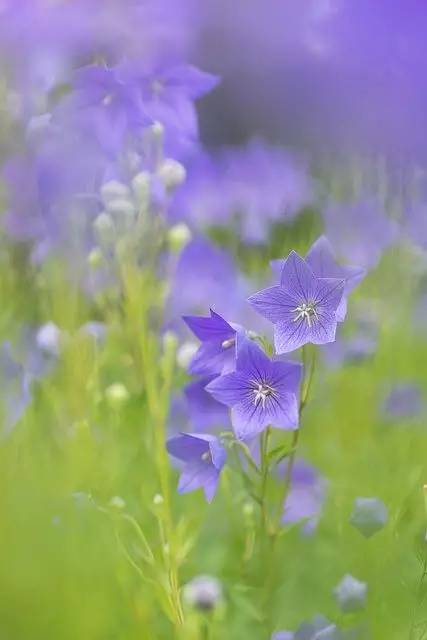 桔梗花：爱你永不悔