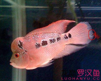 罗汉鱼饲养术语,罗汉鱼饲养法图解