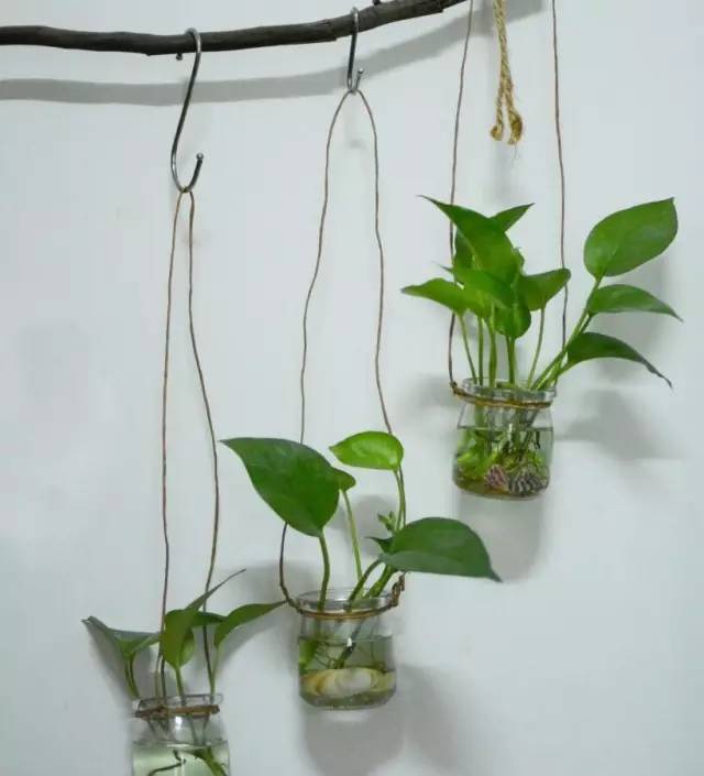 绿萝怎么摆放在墙上,摆在桌子上的绿萝
