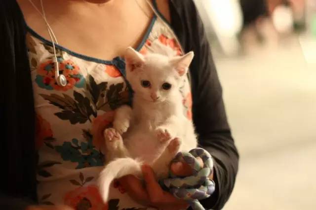 流浪动物救助志愿者全集,遇见流浪动物时怎么做最合适